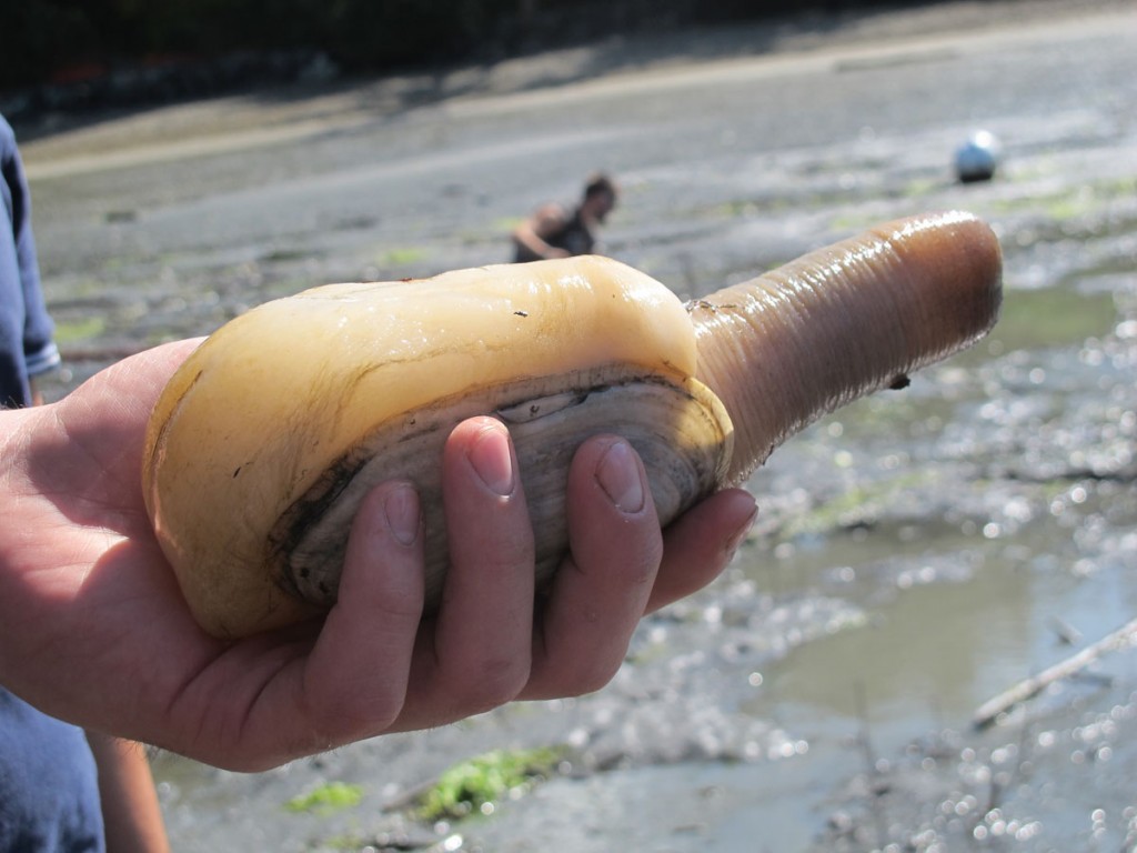 giant razor clam
